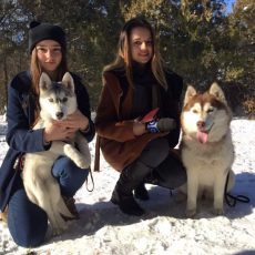 В дендропарке Шымкента прошла фотосессия с хаски