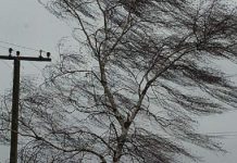 Шквальный ветер в Шымкенте обещают синоптики