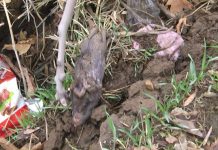 В Шымкенте травят крыс