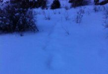 Загадочные следы в горах обсуждают жители ЮКО