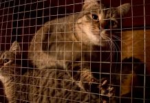 «Пушистому ангелу» требуется помощь неравнодушных шымкентцев