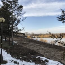 Варварская вырубка редких деревьев в Дендропарке