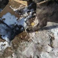 Помогите найти хозяина собак