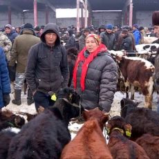 На скотном рынке Шымкента ужесточили правила продажи На скотном рынке Шымкента ужесточили правила продажи