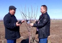 Общественный сад Шымкента в этом году будет плодоносить Общественный сад Шымкента в этом году будет плодоносить