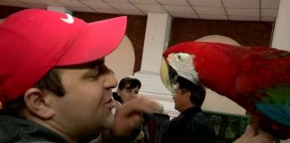 В Шымкент приехал контактный зоопарк