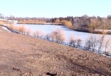 Руководство шымкентского денропарка просит горожан не беспокоиться Санитарная обрезка дендропарка