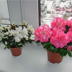Советы огородникам и лунный посадочный календарь Азалия