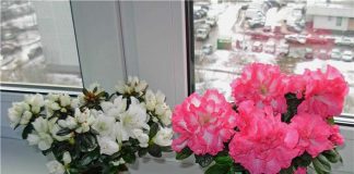 Советы огородникам и лунный посадочный календарь Азалия