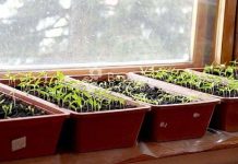 Сажать рассаду уже пора?