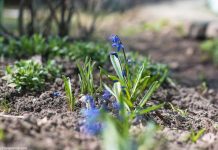 Консультативный прогноз на март представил РГП «Казгидромет» Весна в Шымкенте