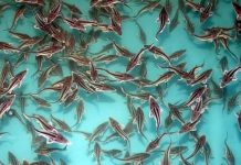 В Тюлькубасском районе успешно разводят рыбу Разведение рыбы