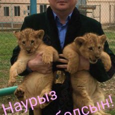Подросших львят показали гостям шымкентского зоопарка
