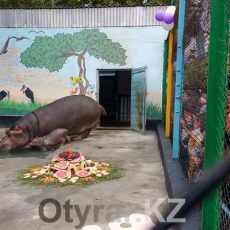 В Шымкентском зоопарке умерла Ламбада Бегемотиха Ламбада с детенышем