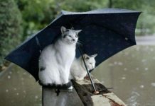 Когда в Шымкент вернется тепло? Прогноз погоды