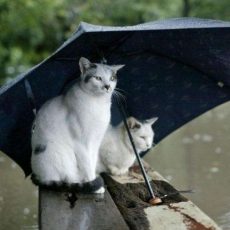 Когда в Шымкент вернется тепло? Прогноз погоды