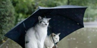 Когда в Шымкент вернется тепло? Прогноз погоды