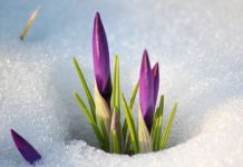 Синоптики «пугают» шымкентцев дождем и снегом Весна в Шымкенте