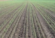 В Шардаре начаты работы по посеву лука инновационным методом В Шардаре начаты работы по посеву лука инновационным методом