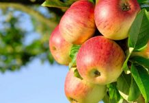 В Тюлькубасском районе пастух обчищал чужой яблоневый сад Как правильно посадить яблоню