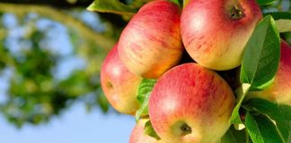 Как правильно посадить яблоню Как правильно посадить яблоню