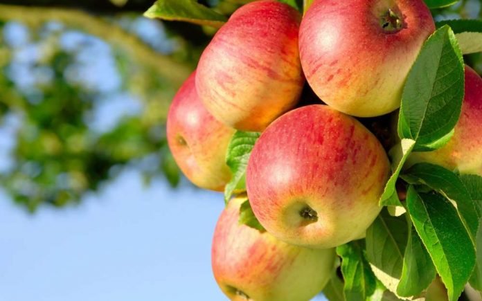 Как правильно посадить яблоню