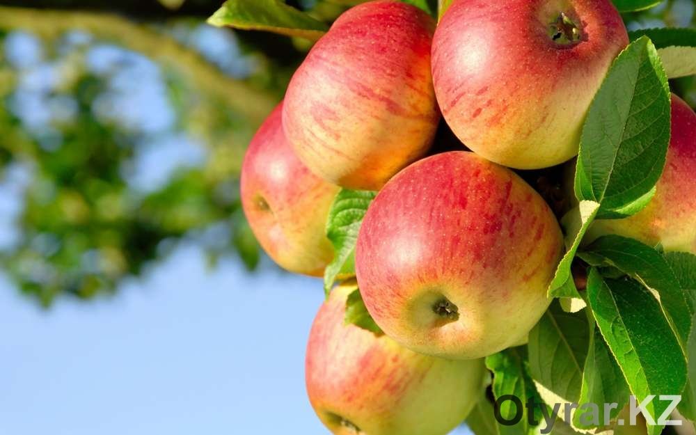 Как правильно посадить яблоню — Новости Шымкента