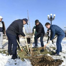 В Шымкенте на общегородской субботник вышли исключительно мужчины Акимы не только подметали улицы, но и сажали деревья
