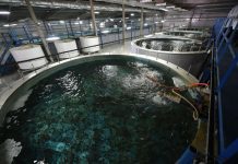 В ЮКО приложат все усилия для развития рыбного хозяйства Рыбное хозяйство в ЮКО