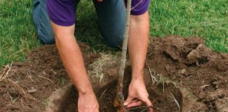 По принципу «асара»: Туркестан озеленят общими силами