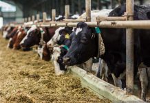 Запрет на вывоз мяса из ЮКО в Европу могут снять Коровы в хлеву