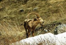 Стратегия сохранения природы принята на государственном уровне Сырдарья-Туркестанский природный парк