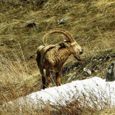 Стратегия сохранения природы принята на государственном уровне Сырдарья-Туркестанский природный парк
