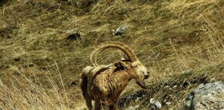 Стратегия сохранения природы принята на государственном уровне Сырдарья-Туркестанский природный парк