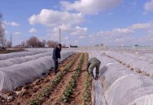 Из-за холодной весны в ЮКО в этом году ранние овощи буду стоить дороже Из-за холодной весны ранние овощи в этом году буду стоить дороже