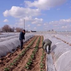Из-за холодной весны в ЮКО в этом году ранние овощи буду стоить дороже Из-за холодной весны ранние овощи в этом году буду стоить дороже