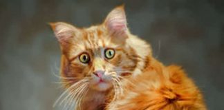 1 марта — день кошек. ТОП-5 самых популярных кошек в Казахстане