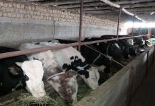 В Шымкенте проверяют информацию о выделении субсидий для «молочных бычков» Бычки в стойле