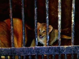 В зоопарке Шымкента показали новорожденных львят
