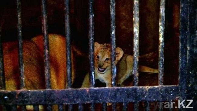 Львята в зоопарке