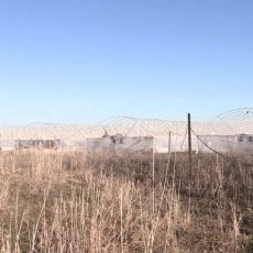 Заброшенное тепличное хозяйство в Шымкенте интересно только кредиторам Заброшенные теплицы в Шымкенте