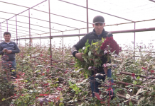В селе Турбат ЮКО расцвела «Черная магия» Черную магию выращивают в Казыгурте