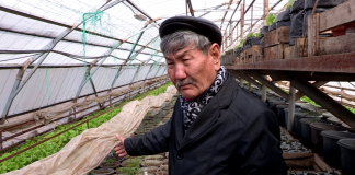 Садовод из Сарыгаша ЮКО создает коллекционный ореховый сад Предприниматель создает коллекционный ореховый сад