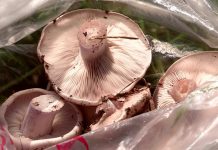 Грибной сезон в Шымкенте задержался на целый месяц Грибной сезон в Шымкенте