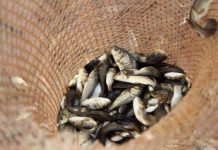 60 тысяч сазанов выпустили в озеро и водохранилище в Созакском районе ЮКО Зарыбление озер в Созакском районе