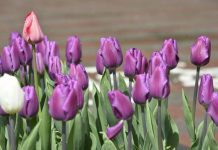 320 тысяч тюльпанов расцвело в Шымкенте Тюльпаны в Шымкенте