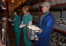 На ферме ЮКО выращивают 200 тонн грибов в год В ЮКО выращивают грибы