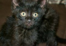 Внедорожных котов в Шымкенте отдают бесплатно Внедорожные котята в Шымкенте