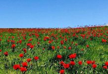 В степях Южного Казахстана зацвели тюльпаны Грейга Красная горка в ЮКО