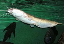 В родниках Тюлькубасского района ЮКО выращивают африканских сомов Африканский сом